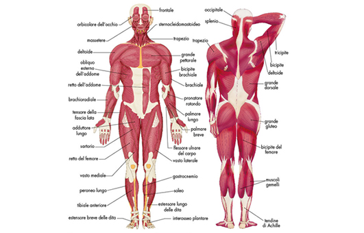 anatomia