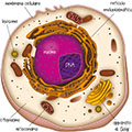 Disegni di scienze