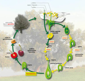 infografica biologia