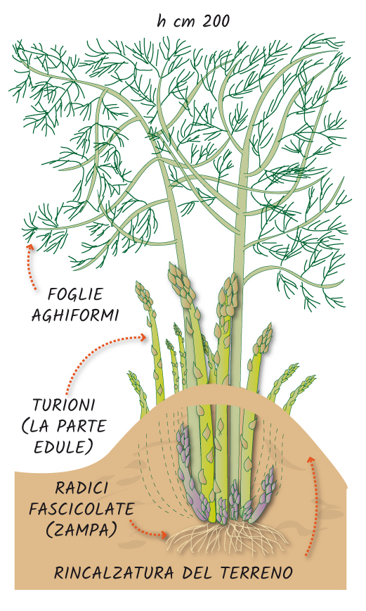 Grafici