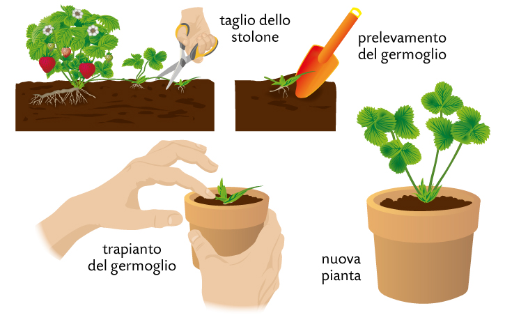 Grafici